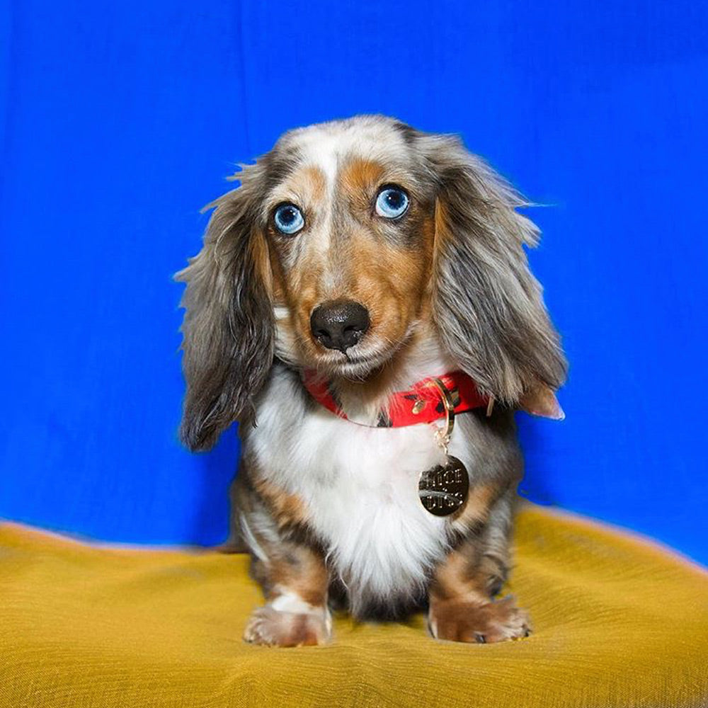 Animal Leather Dog Collar - Red