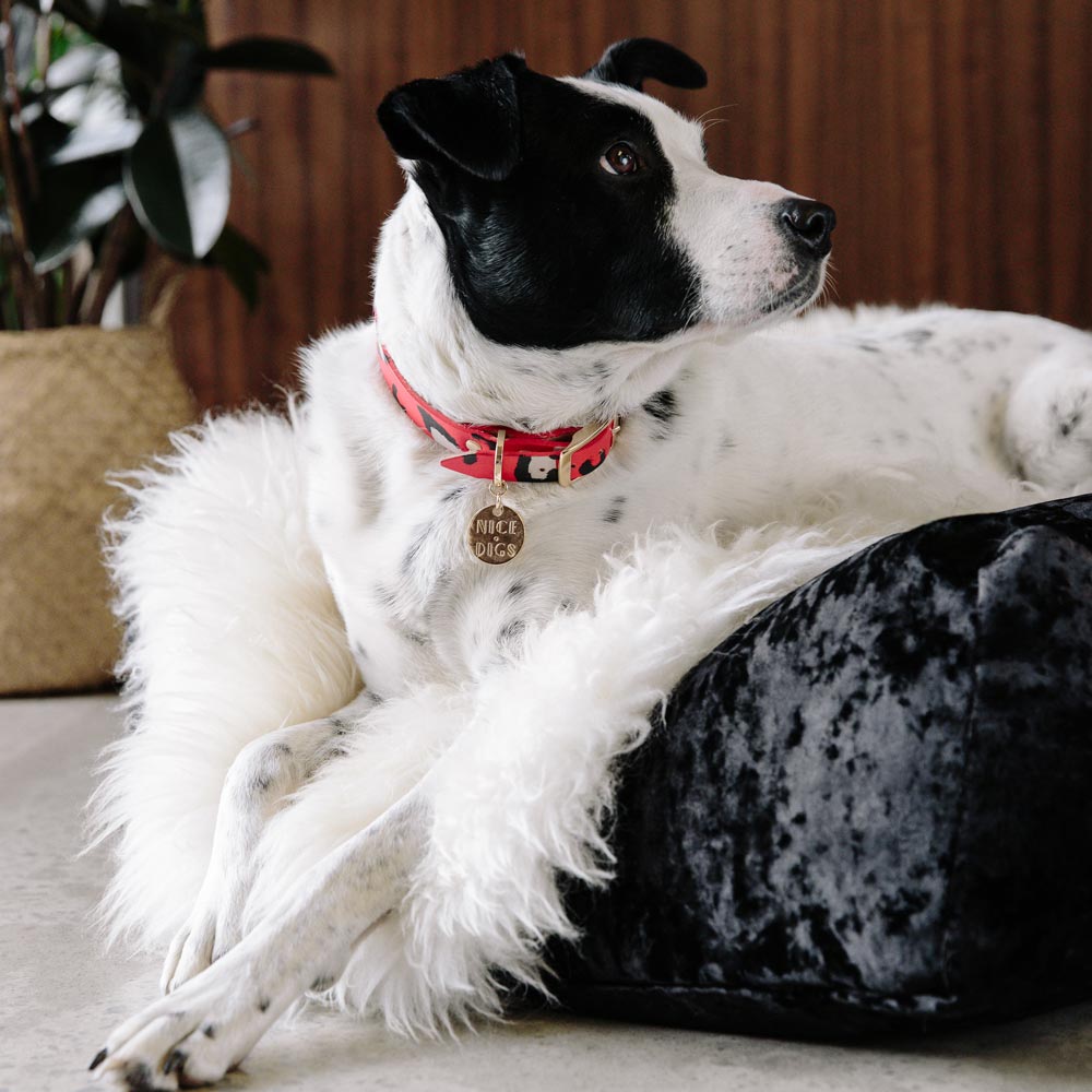 Animal Leather Dog Collar - Red