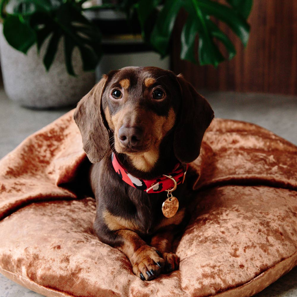 Animal Leather Dog Collar - Red