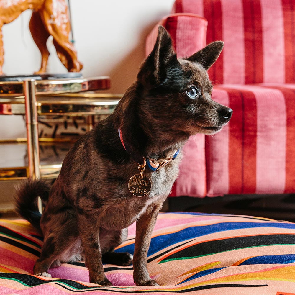 Easy Tiger Printed Dog Collar - Blue