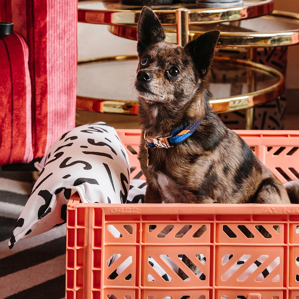 Easy Tiger Printed Dog Collar - Blue