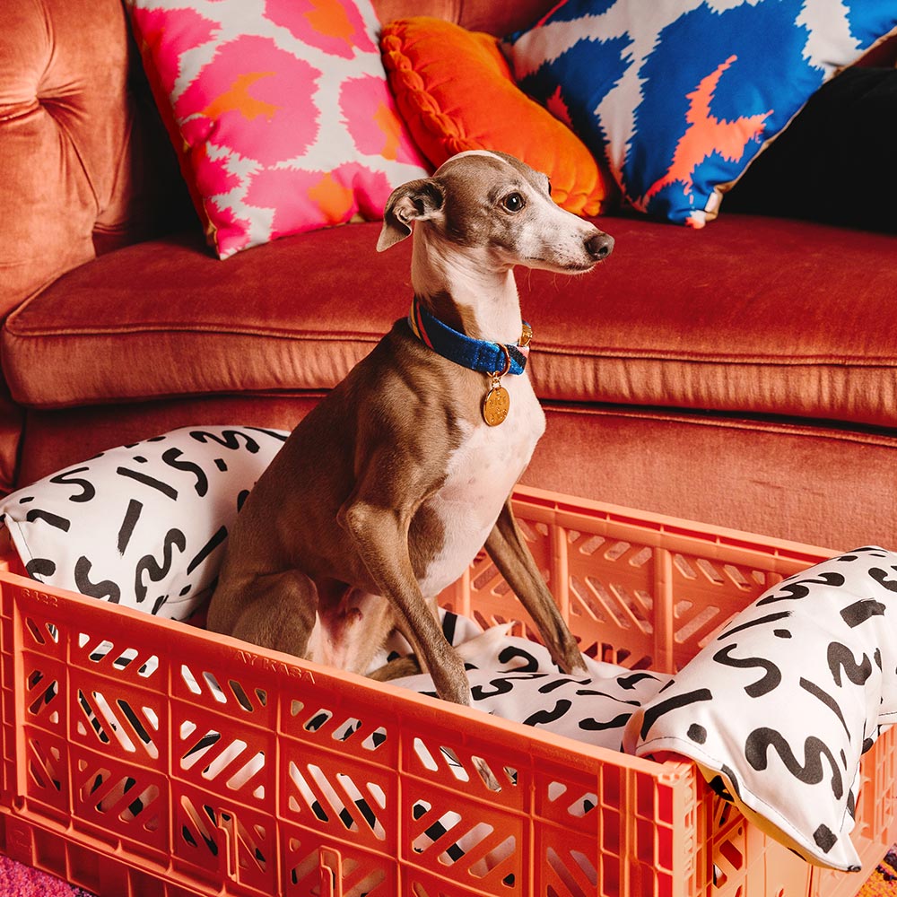 Easy Tiger Printed Dog Collar - Blue