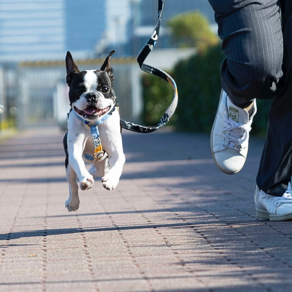 Out Of The Rubble Printed Non-Pull Dog Harness
