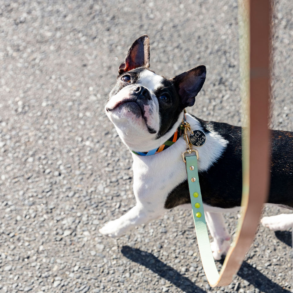 Smooth Spike Leather Dog Leash - Lime Pistachio