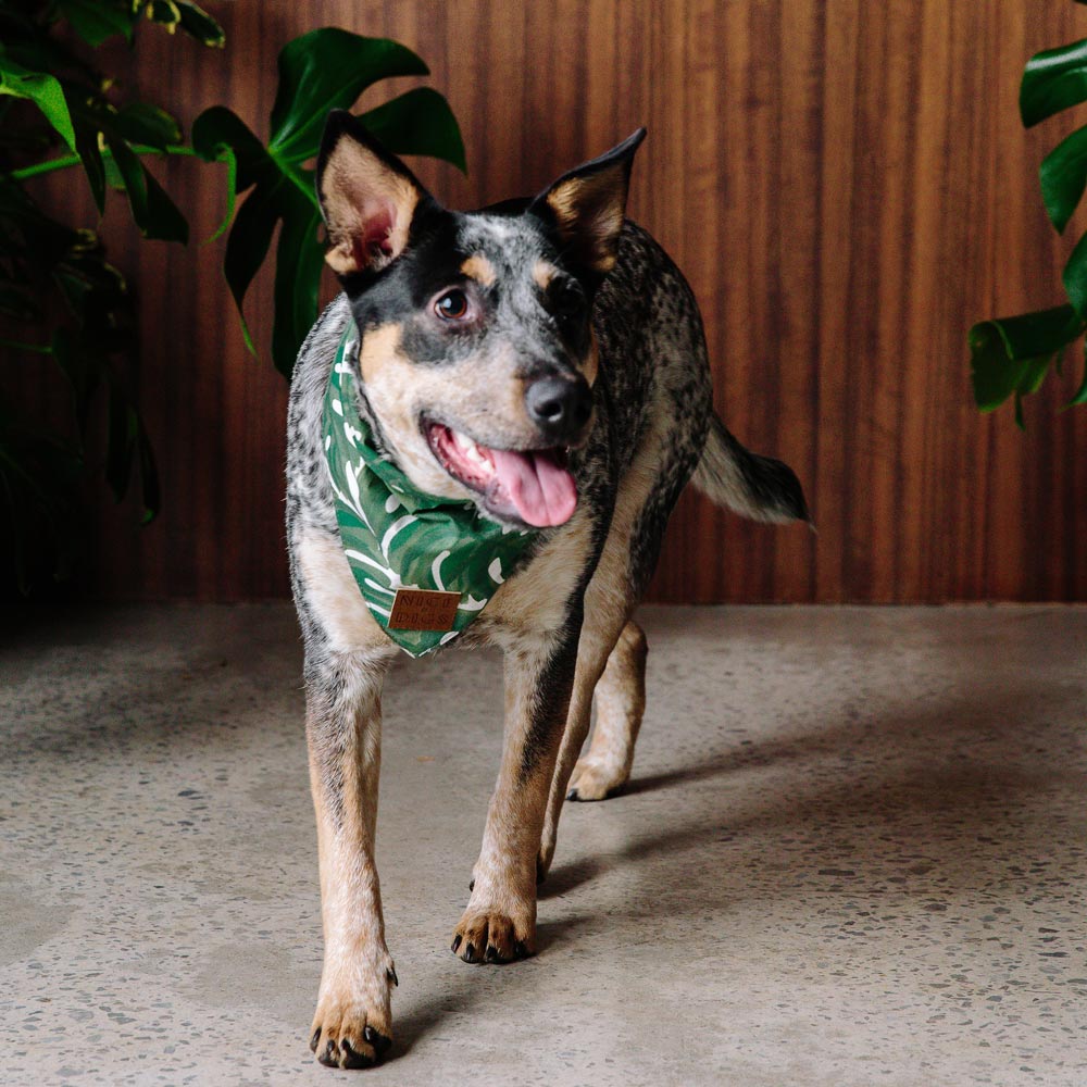 Monstera Dog Bandana