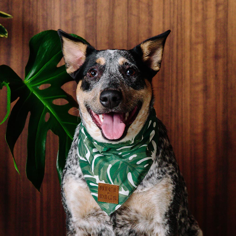Monstera Dog Bandana