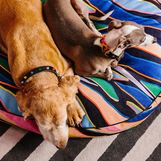 Smooth Spike Leather Dog Collar - Memphis Noir