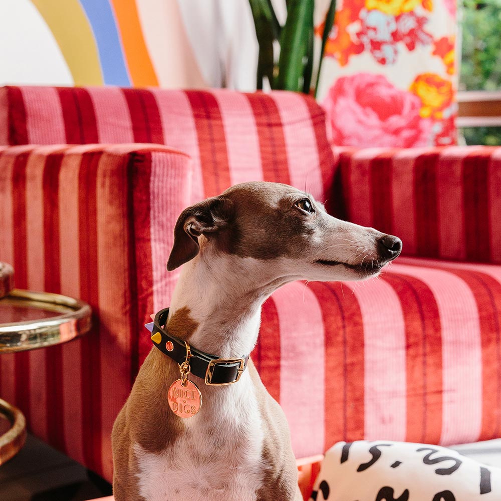 Smooth Spike Leather Dog Collar - Memphis Noir