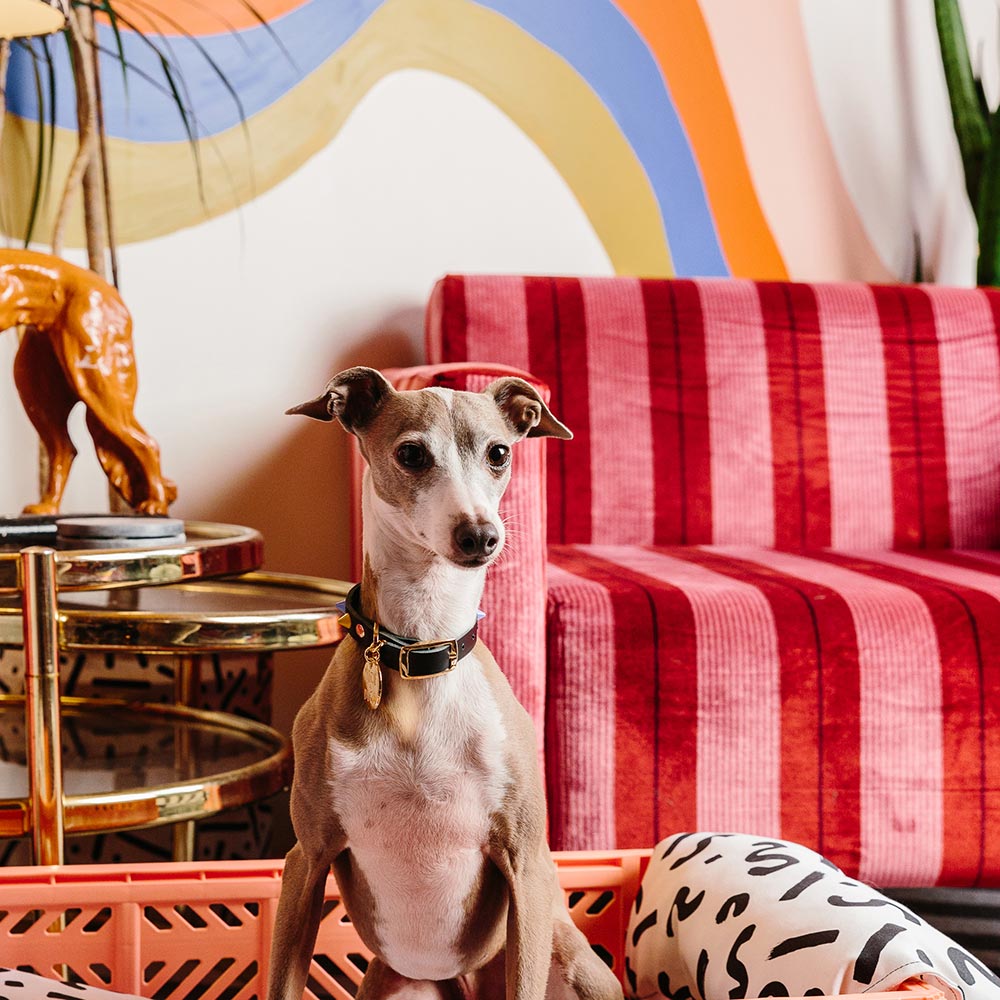 Smooth Spike Leather Dog Collar - Memphis Noir