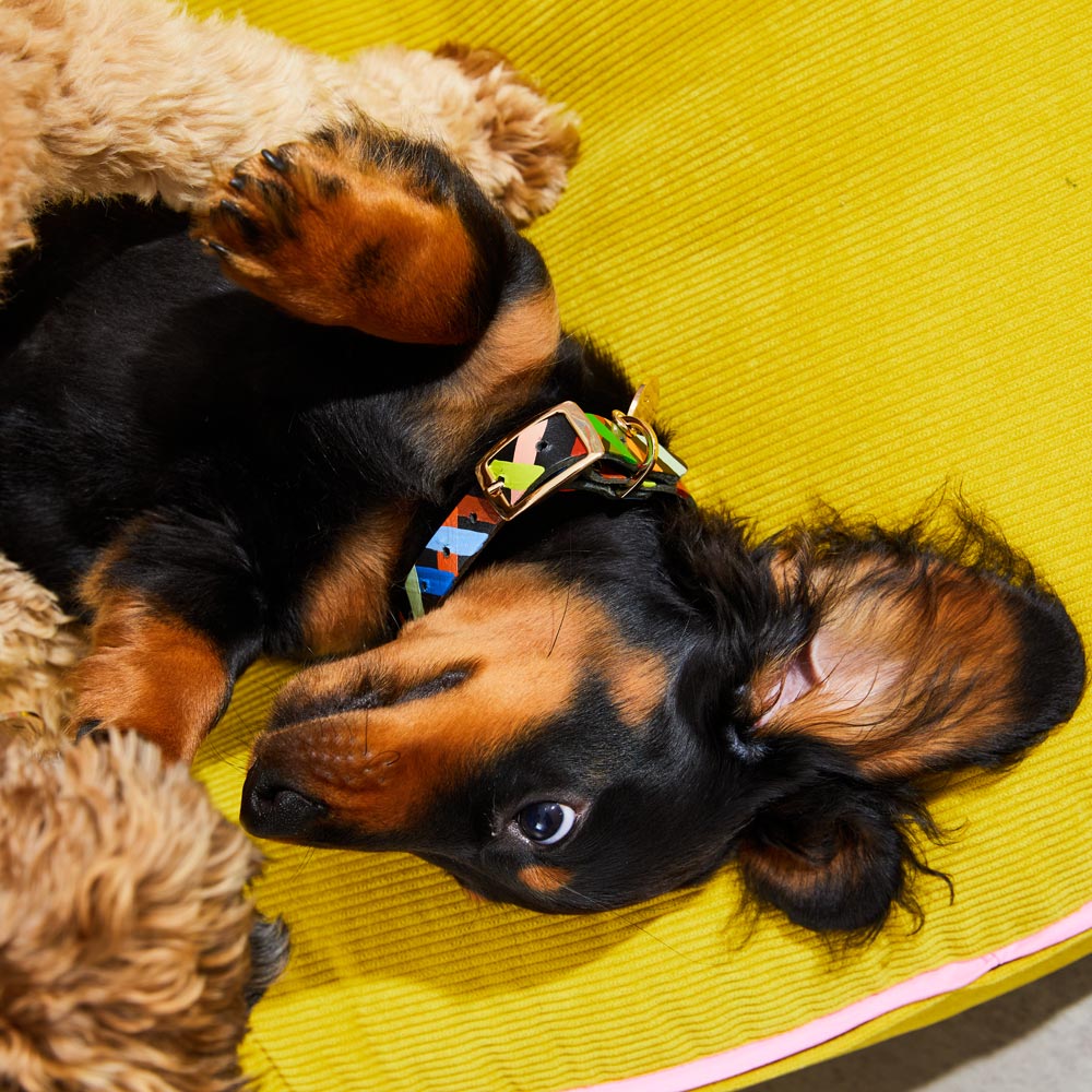 Check Me Out Leather Dog Collar