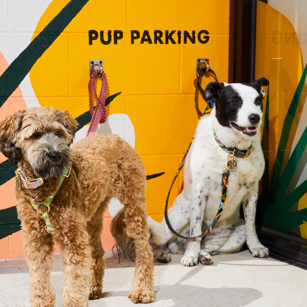 Check Me Out Leather Leash