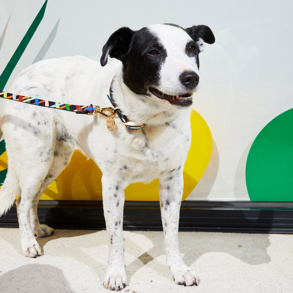 Check Me Out Leather Leash