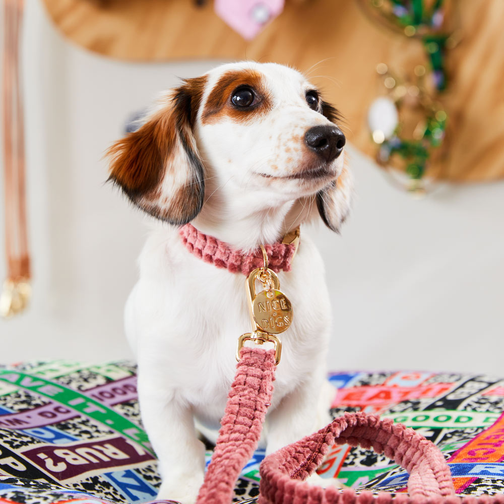 Jumbo Cord Dog Collar - Dusk