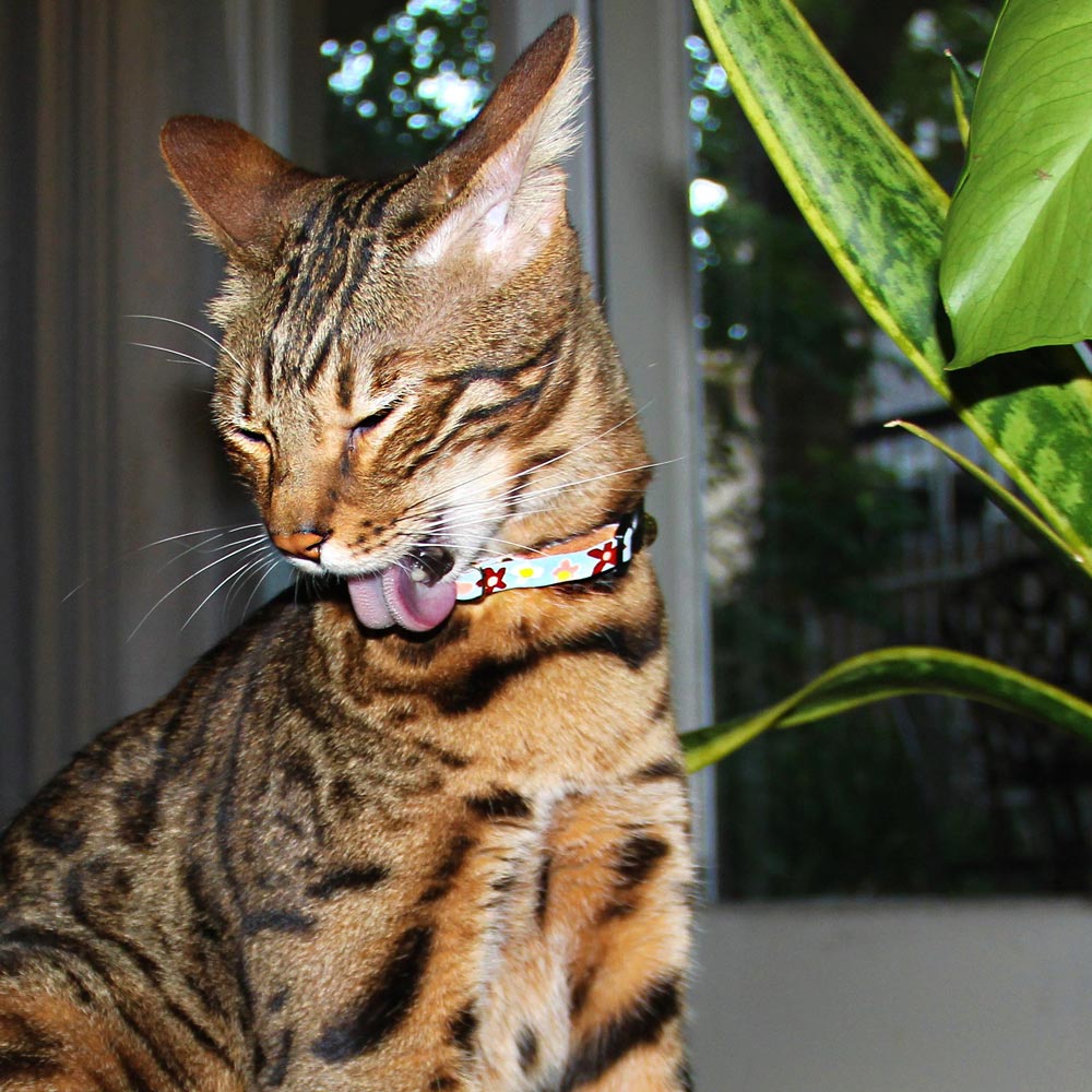 Posie Leather Cat Collar - Glacier