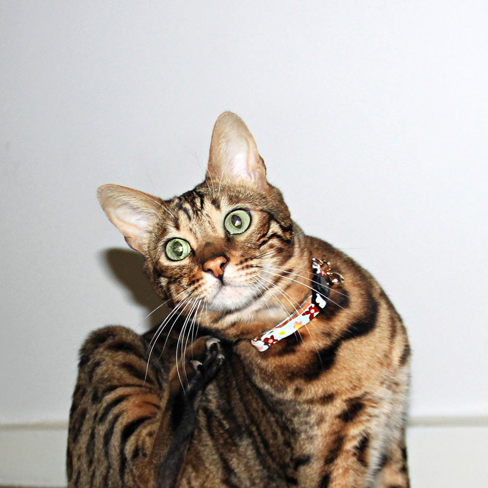 Posie Leather Cat Collar - Glacier