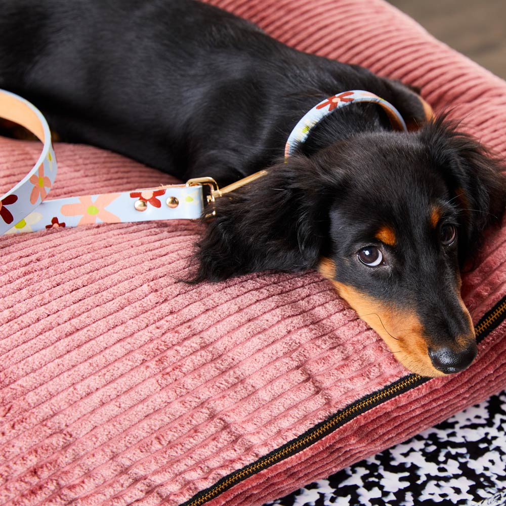 Posie Leather Dog Collar - Glacier
