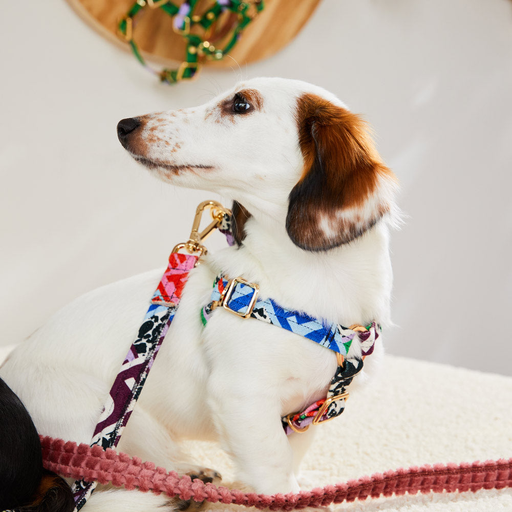 Who's Your Master Printed Non-Pull Dog Harness