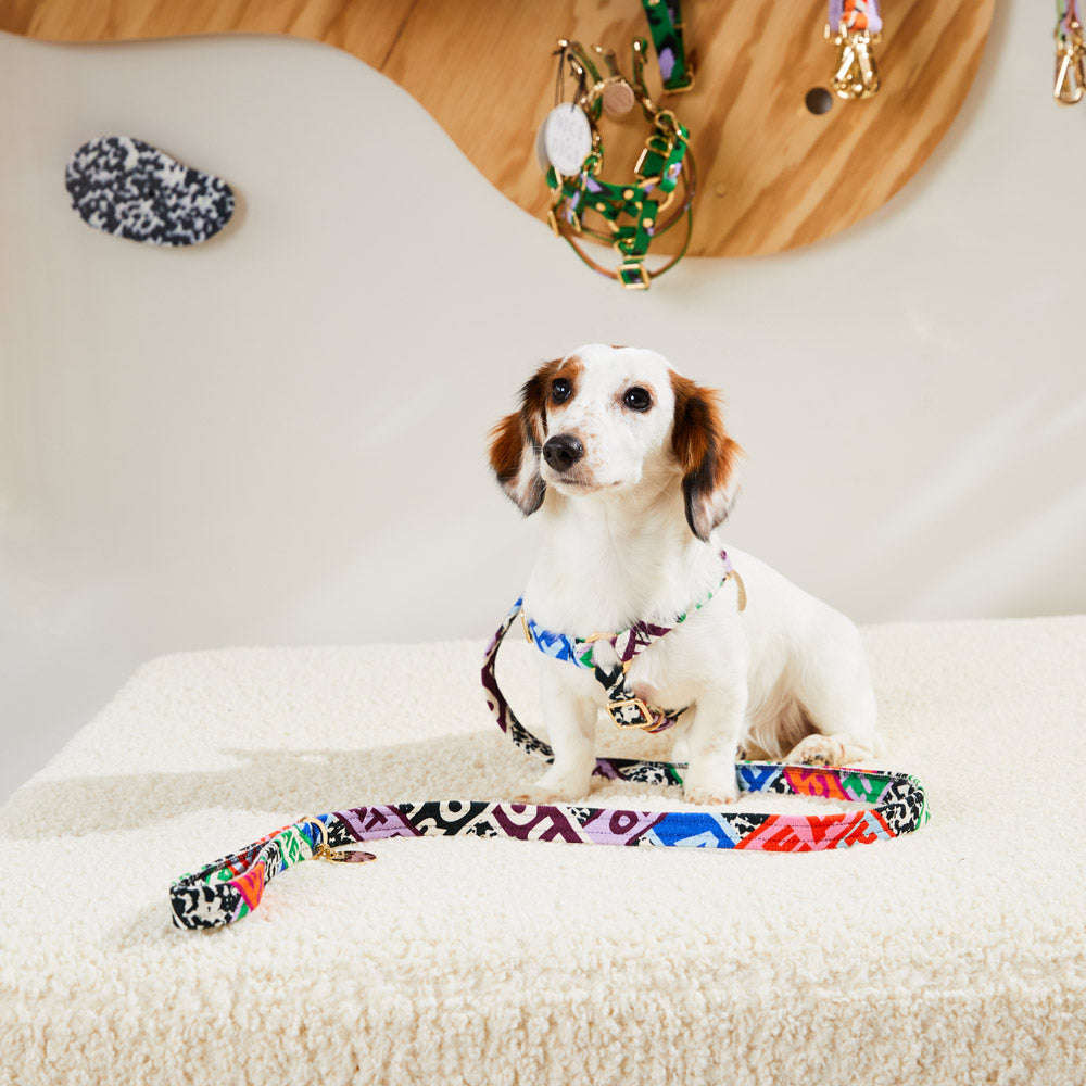 Who's Your Master Printed Leash