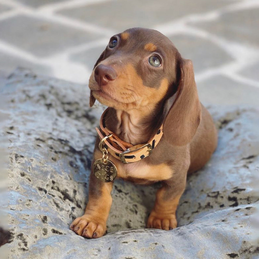 Tiggy Leather Collar - Black