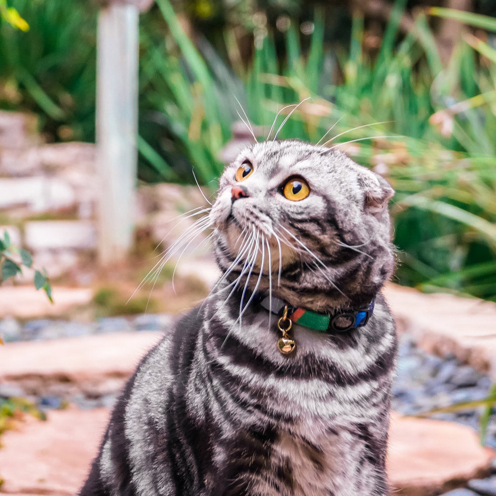 Easy Tiger Cat Collar - Blue