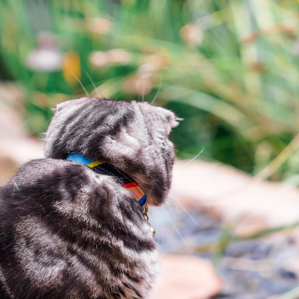 Easy Tiger Cat Collar - Blue