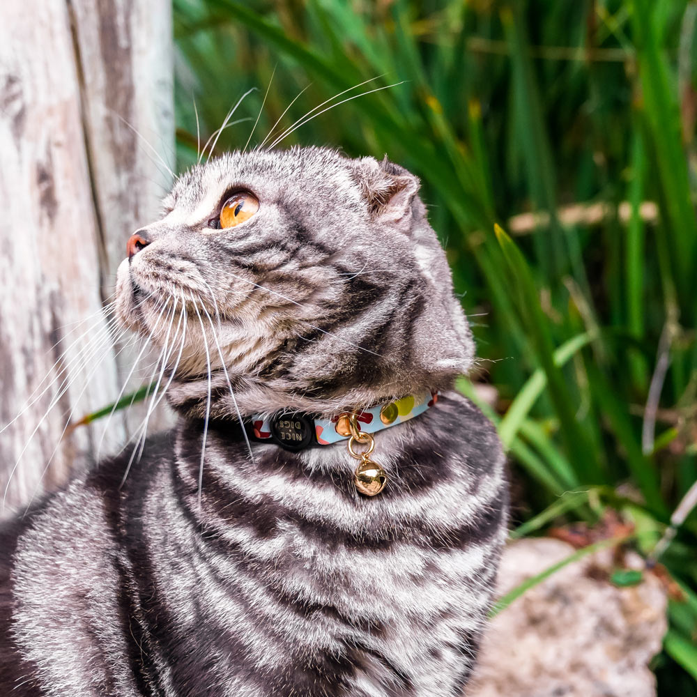 Posie Leather Cat Collar - Glacier