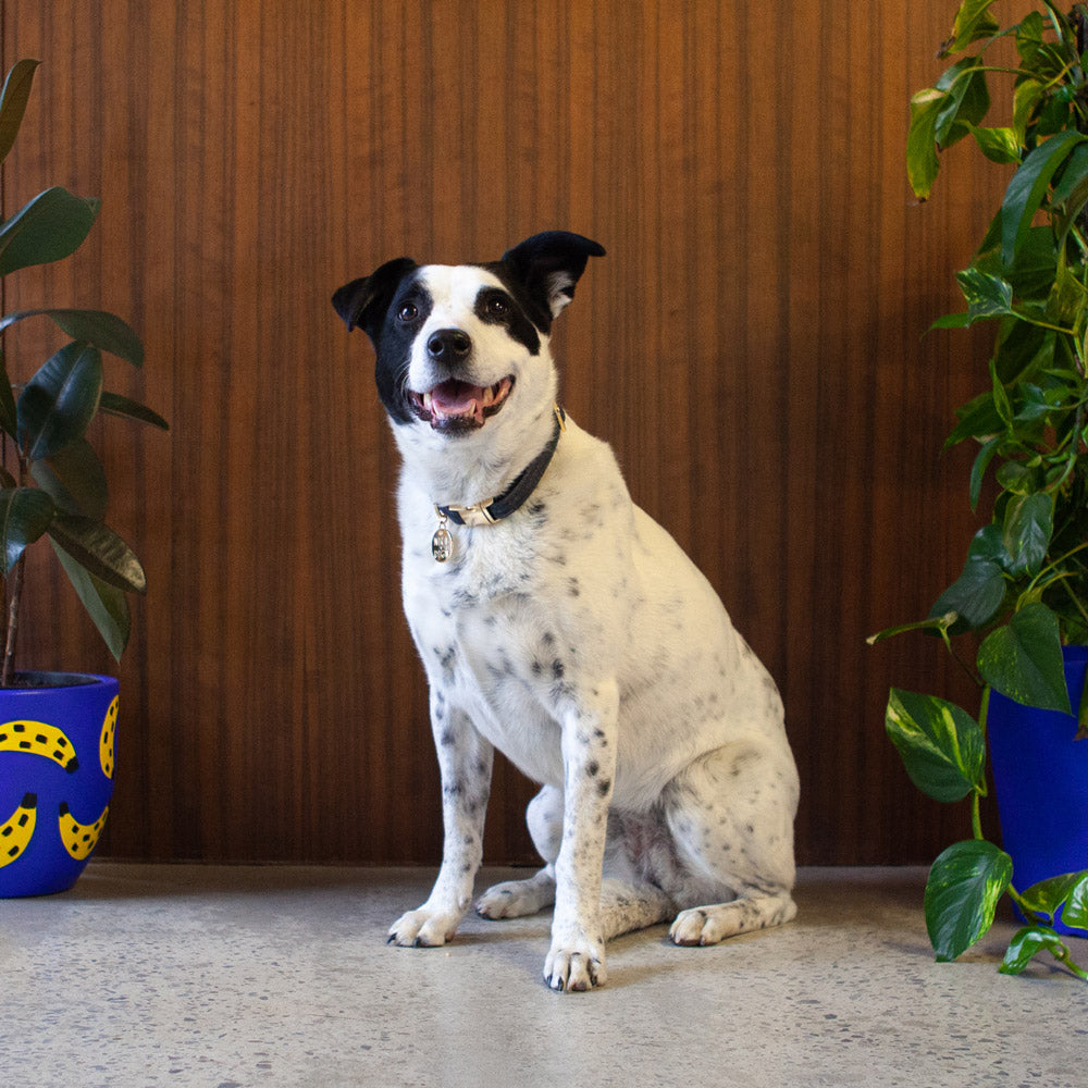 Dark Denim Dog Collar