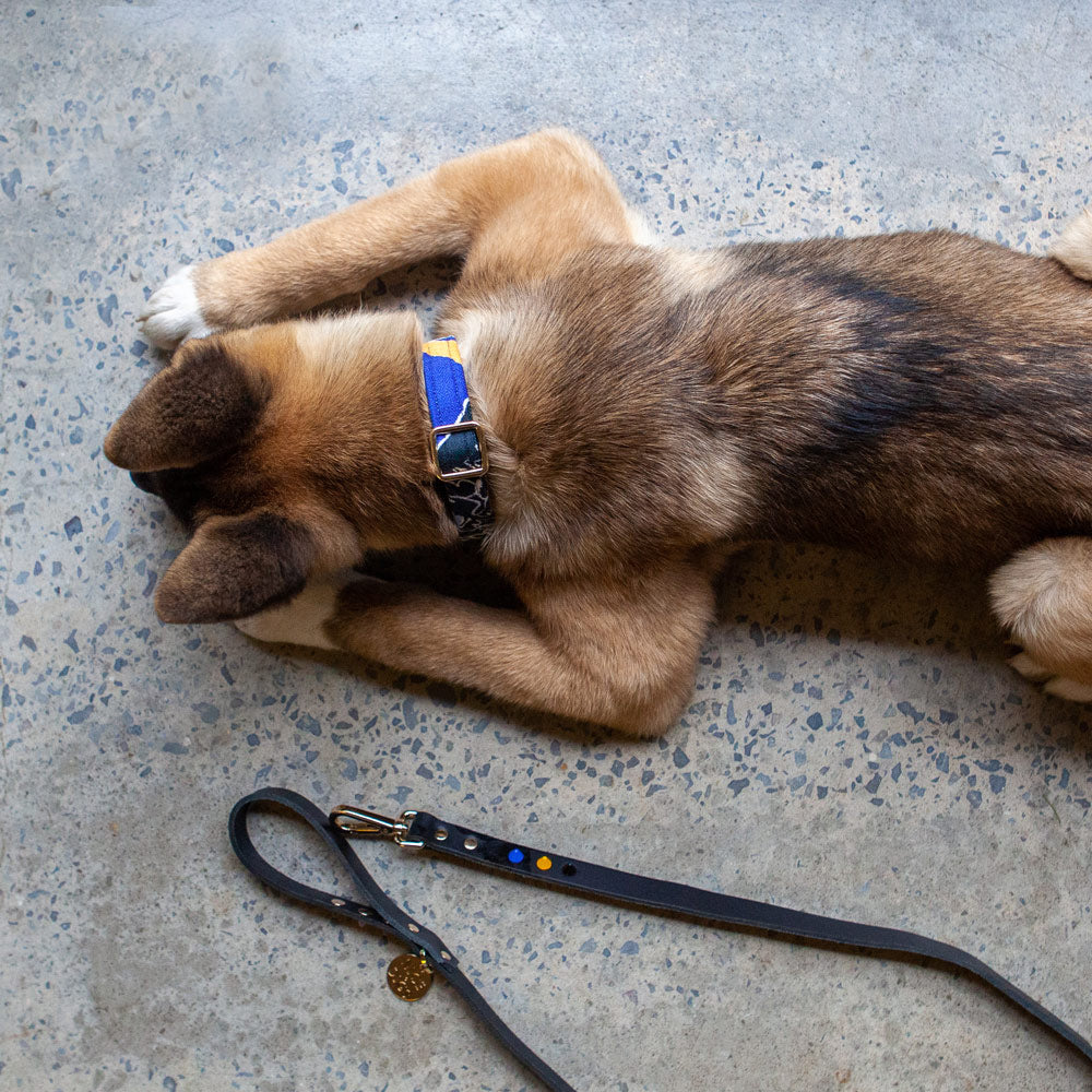 Out Of The Rubble Printed Dog Collar