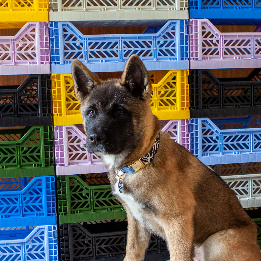 Out Of The Rubble Printed Dog Collar