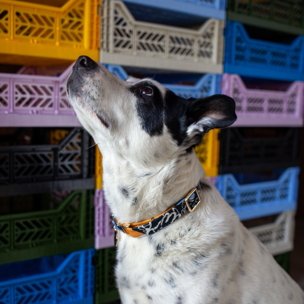 Out Of The Rubble Printed Dog Collar