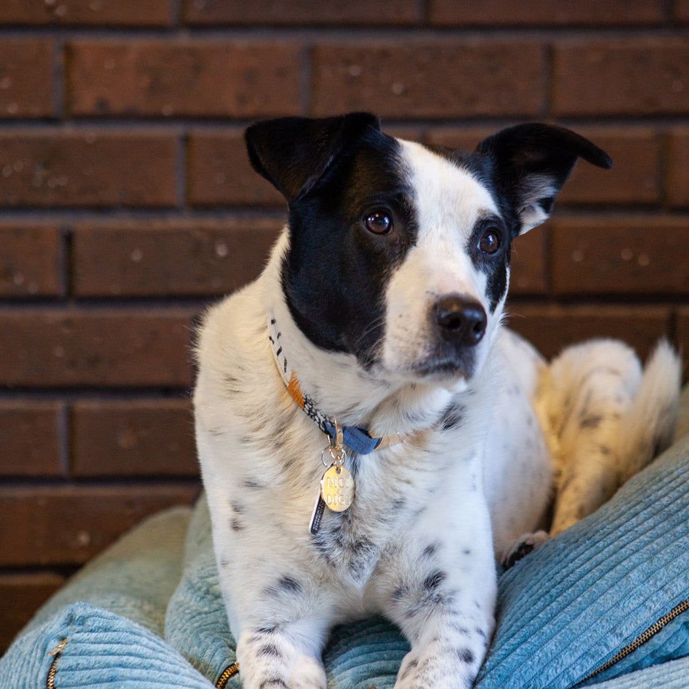 Out Of The Rubble Printed Dog Collar