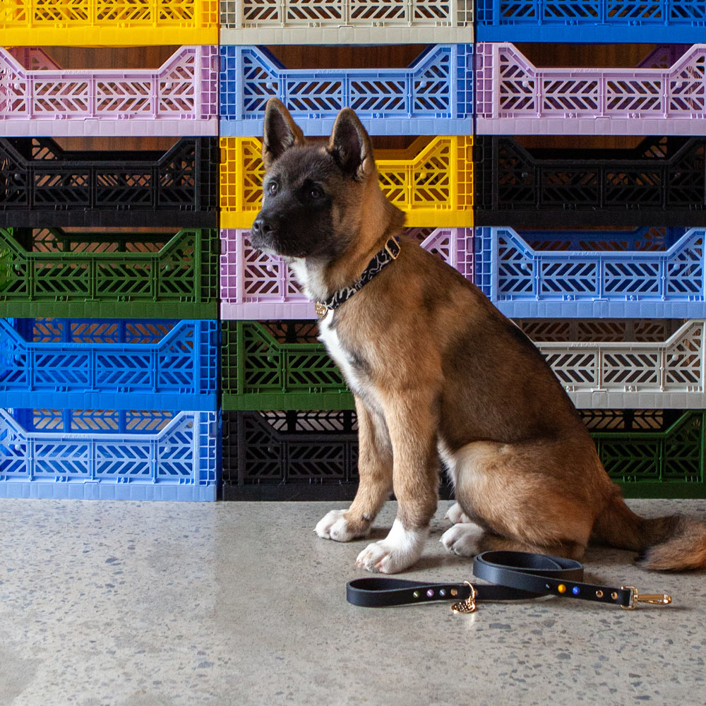 Out Of The Rubble Printed Dog Collar