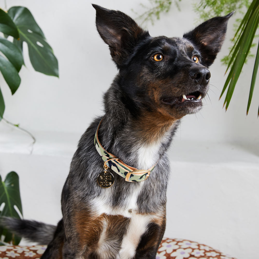 Animal Leather Dog Collar - Pistachio (XS ONLY)