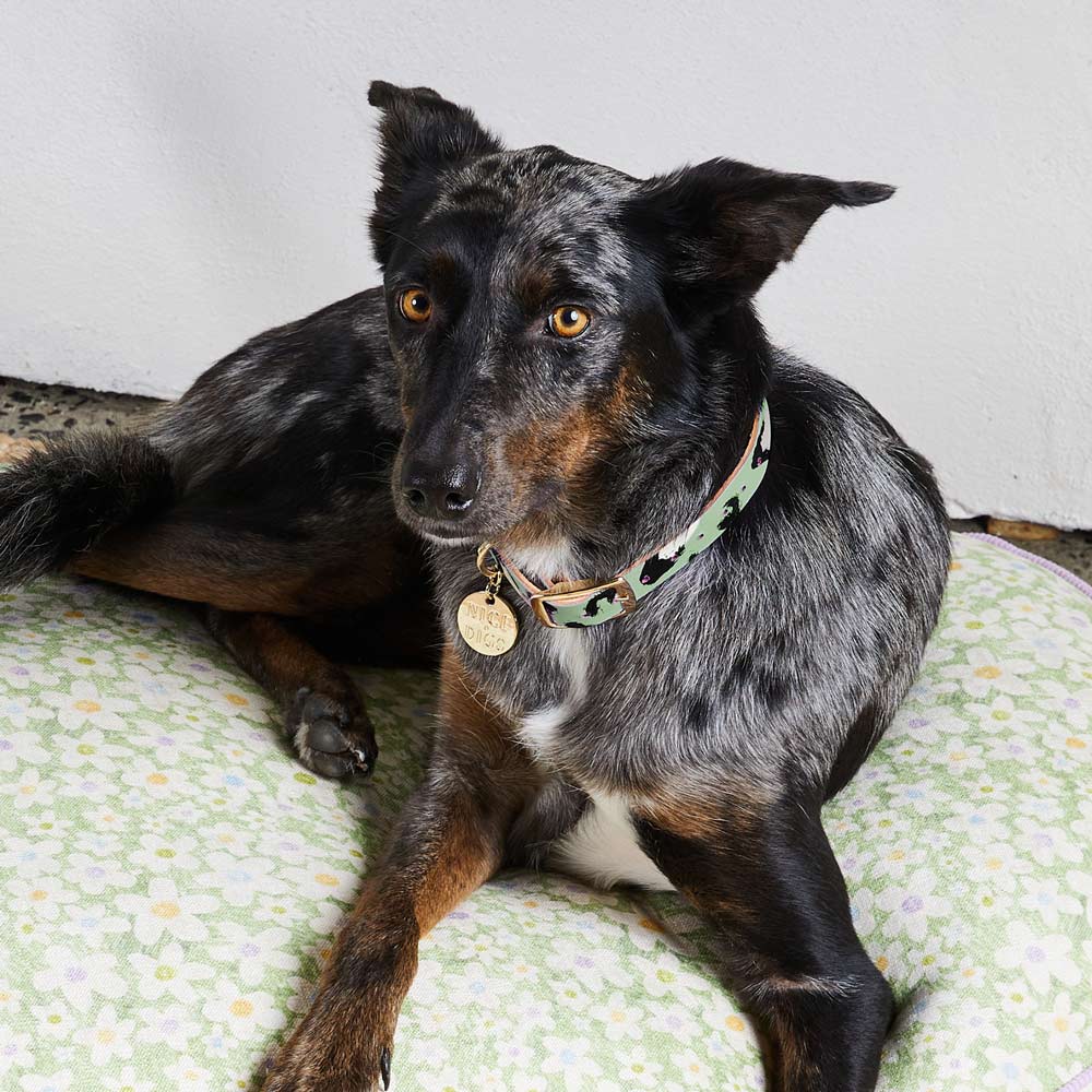 Animal Leather Dog Collar - Pistachio (XS ONLY)