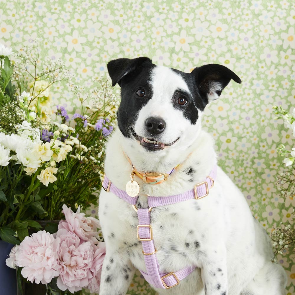 Cord Non-Pull Dog Harness - Lilac