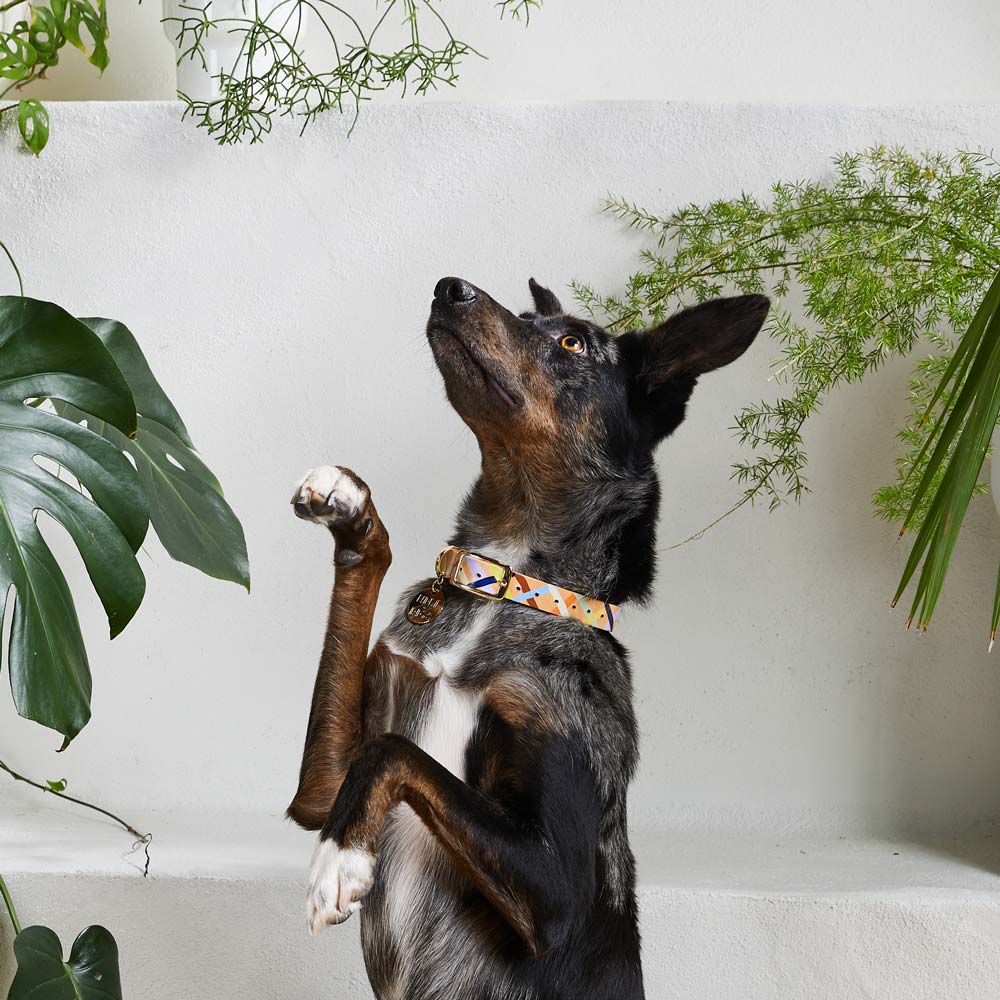 Sunday Best Leather Dog Collar - XS SIZE LEFT