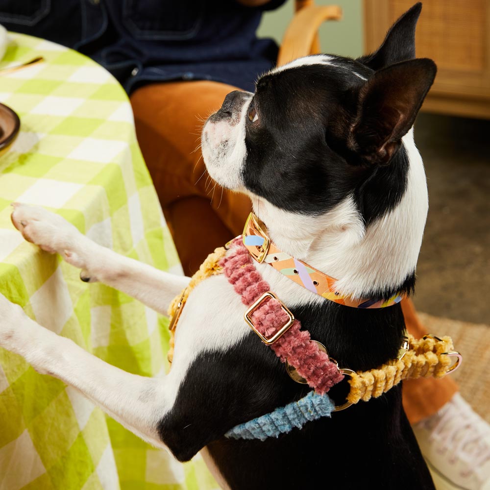 Sunday Best Leather Dog Collar - XS SIZE LEFT