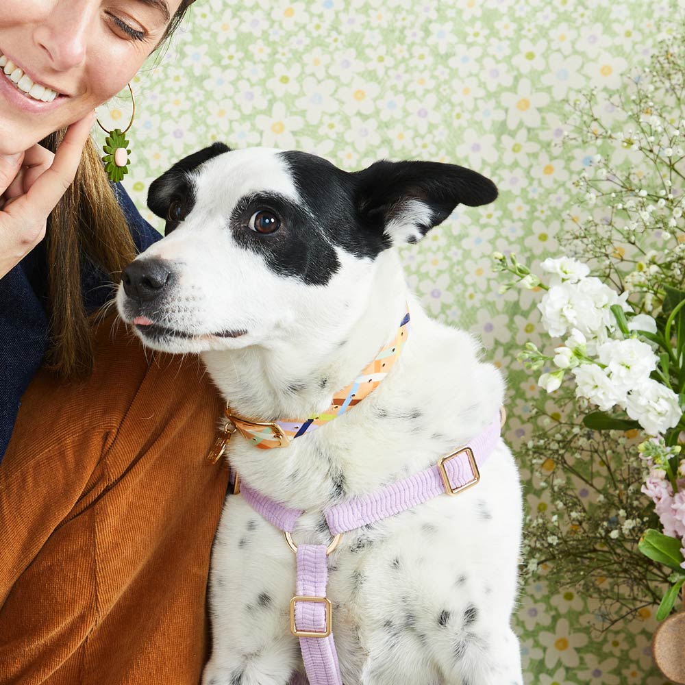 Sunday Best Leather Dog Collar - XS SIZE LEFT