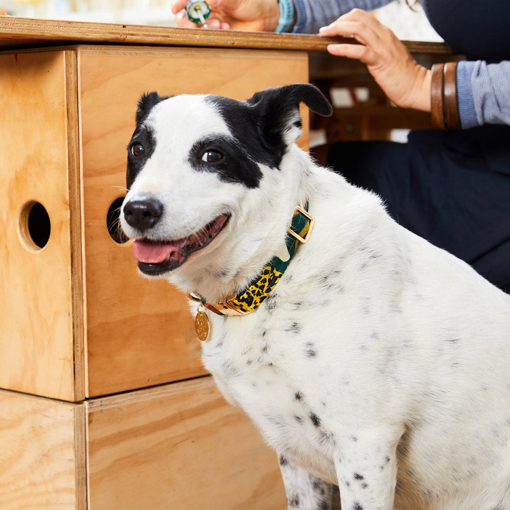 Boulder Canyon Printed Dog Collar - Moss