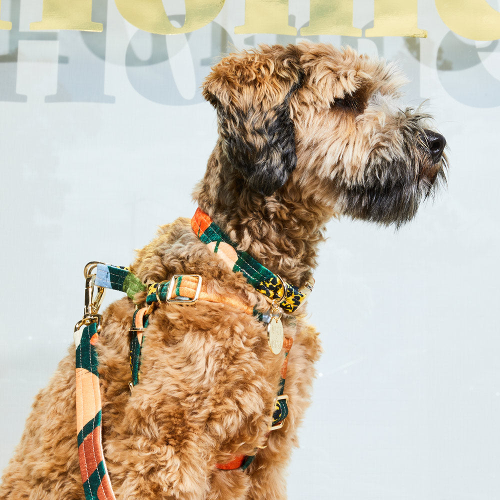 Boulder Canyon Printed Dog Collar - Moss