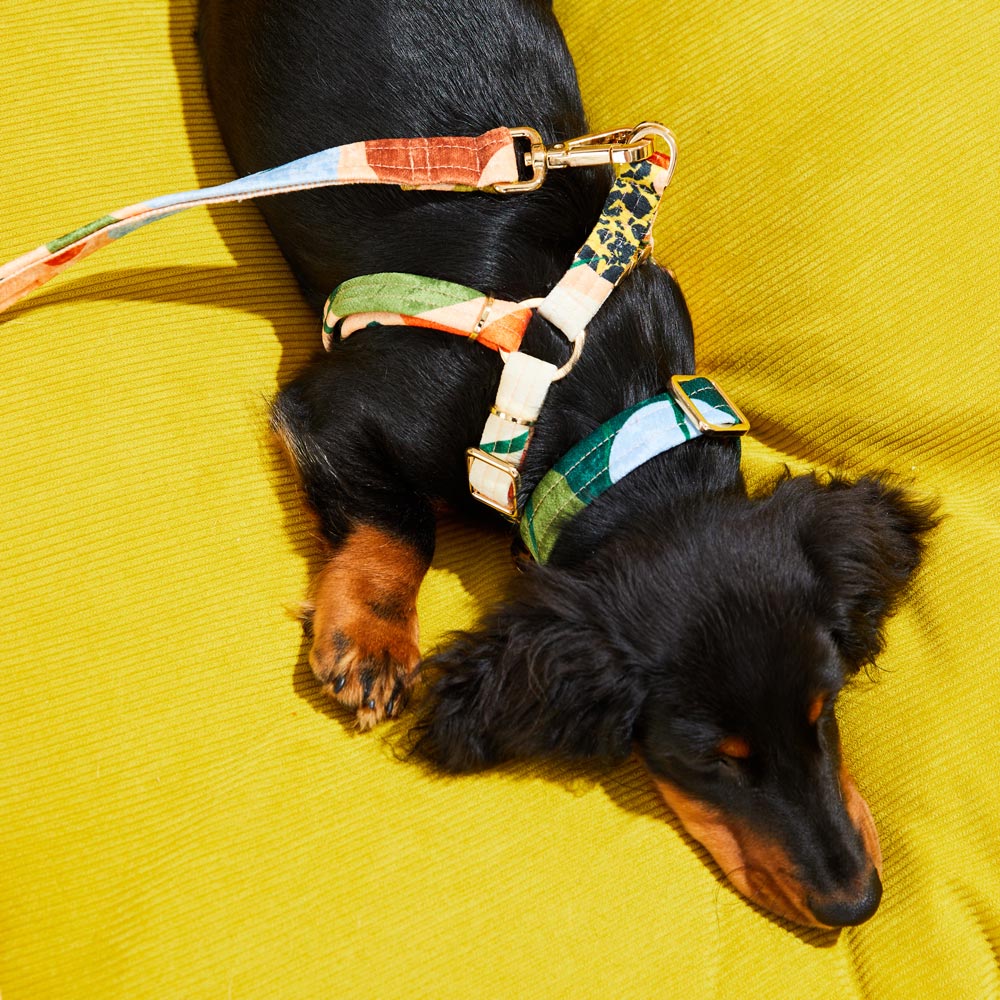 Boulder Canyon Printed Dog Collar - Moss