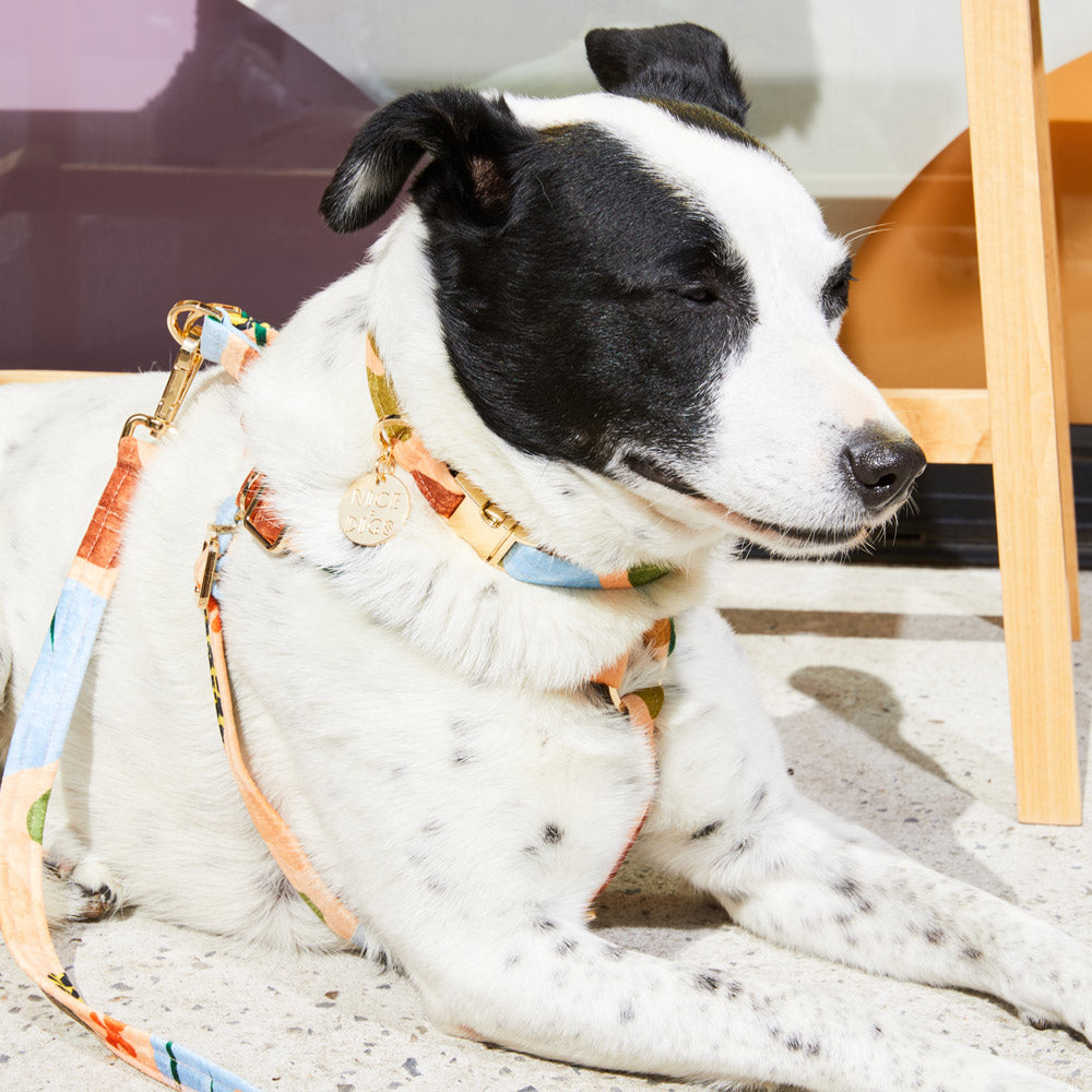 Boulder Canyon Printed Dog Collar - Peach