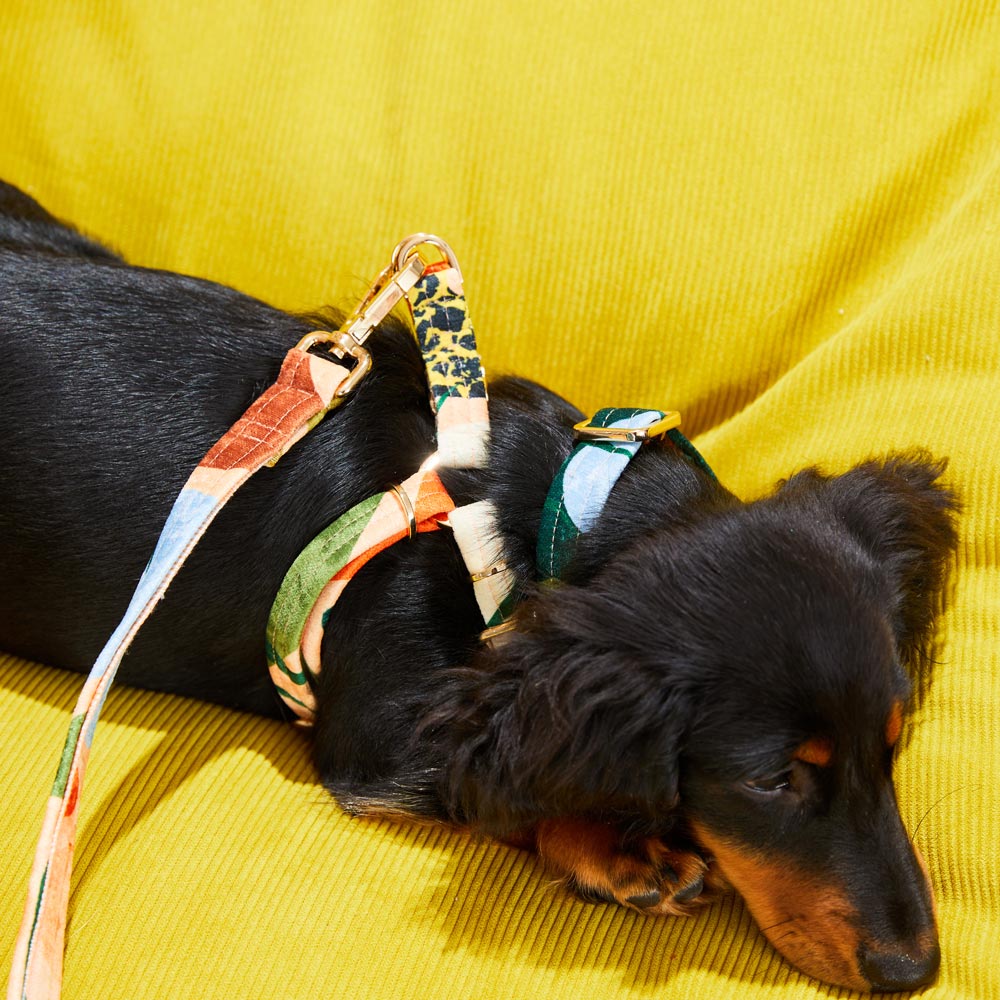 Boulder Canyon Printed Non-Pull Dog Harness - Peach