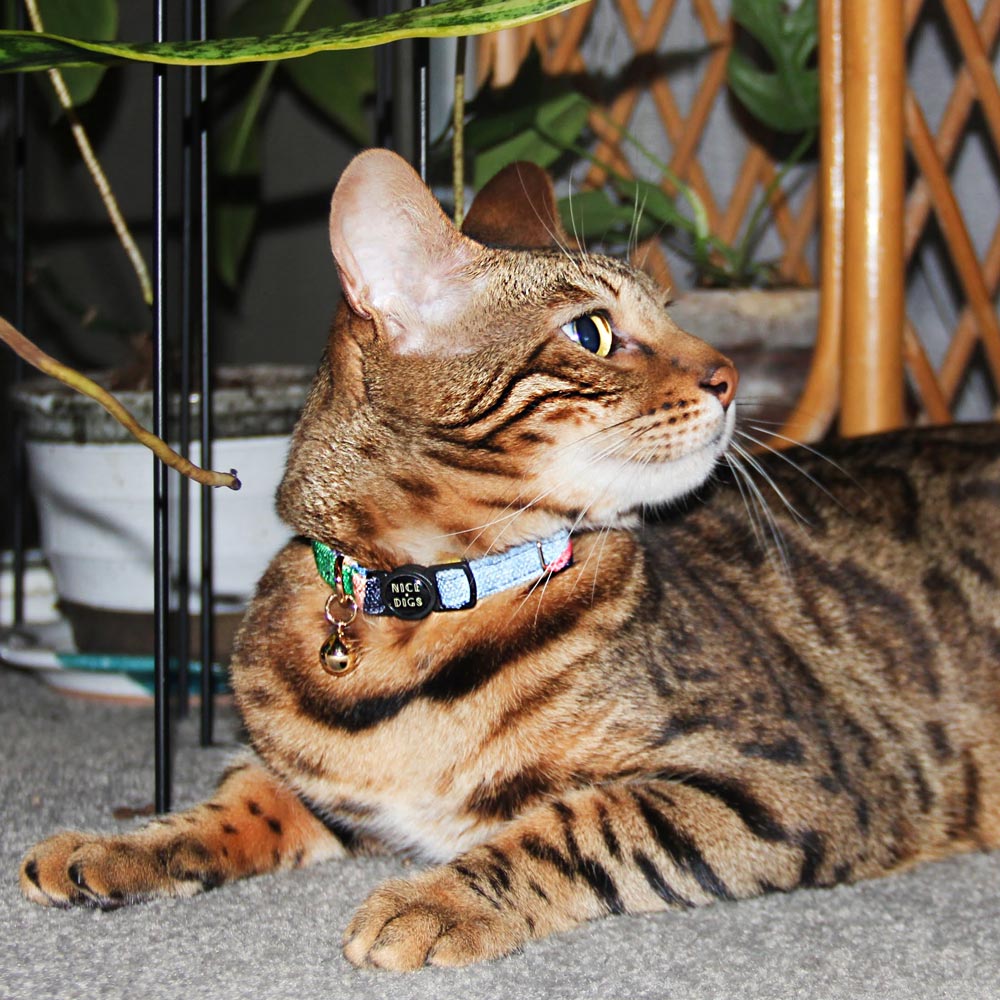 Easy Tiger Cat Collar - Blue