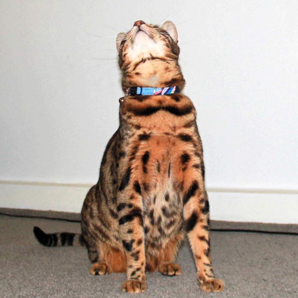 Easy Tiger Cat Collar - Blue