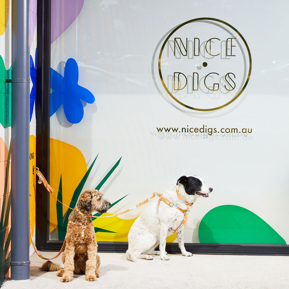 Tumble Weed Leather Dog Collar - XS SIZE LEFT