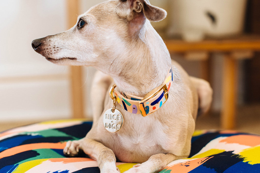 Confetti Leather Dog Collar