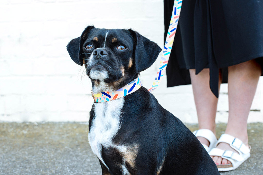 Confetti Leather Dog Collar