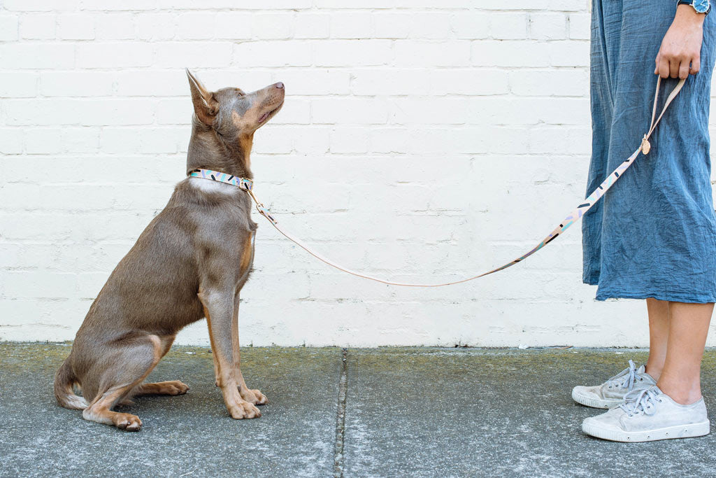 Tiggy Leather Leash - Aqua Violet