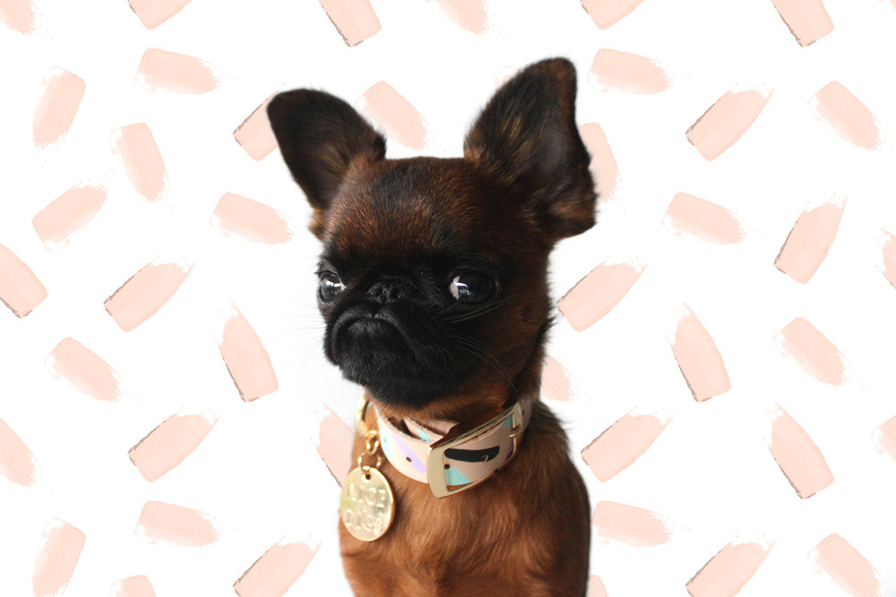 Tiggy Leather Collar - Aqua Violet